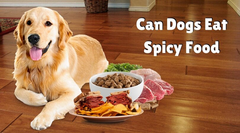Can dogs eat human foods ?