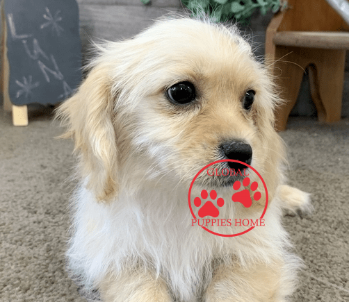 cavapoo puppies for sale under $500