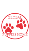 Global Puppies Home