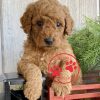 goldendoodle puppies under $1000 near me