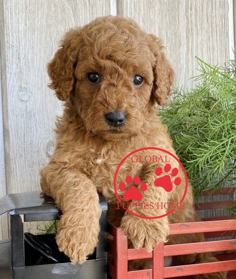goldendoodle puppies under $1000 near me