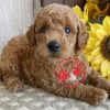 Goldendoodle puppies for sale under $1000
