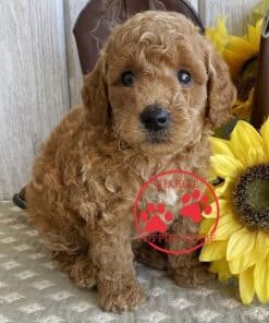 Goldendoodle puppies for sale under $1000