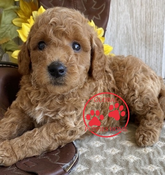 Mini Goldendoodle Puppies Under $1000 - Global Puppies Home