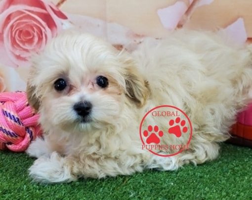 maltipoo puppies for sale near me