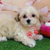maltipoo puppies for sale near me
