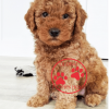 goldendoodle puppies under $1000