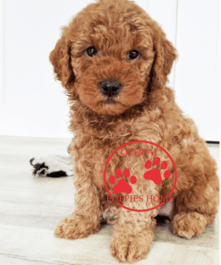goldendoodle puppies under $1000
