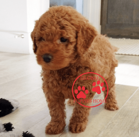 F1 goldendoodle puppies - Puppies For Sale - Global ...