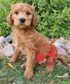 mini goldendoodle puppies for sale