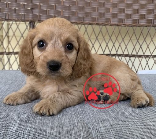 cavapoo puppies near me for sale