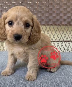cavapoo puppies near me for sale
