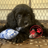 cavapoo puppies for sale in pa