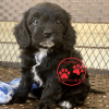 cavapoo puppies for sale in pa