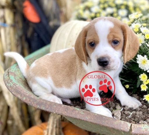 beagle puppies for sale near me