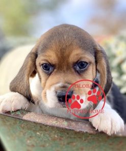 beagle puppies for sale in pa
