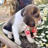 beagle puppies for sale in pa