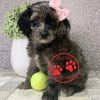 cockapoo puppies for adoption