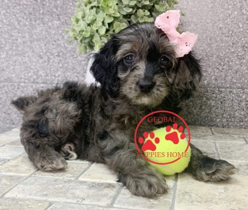 cockapoo puppies for adoption
