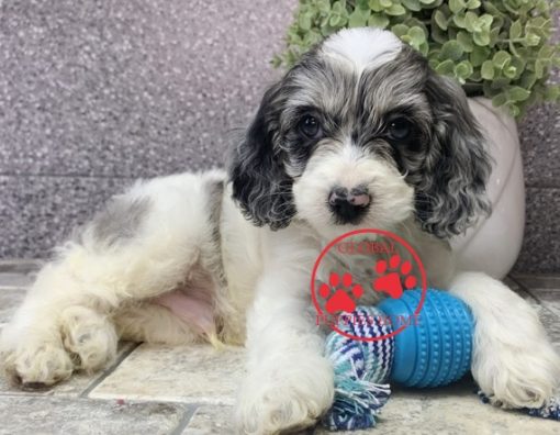 cockapoo puppies for sale